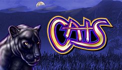 Cats Cats
