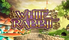White Rabbit White Rabbit