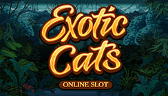 Exotic Cats Exotic Cats